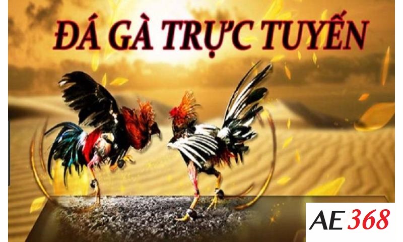 Đá gà trực tiếp Ae368