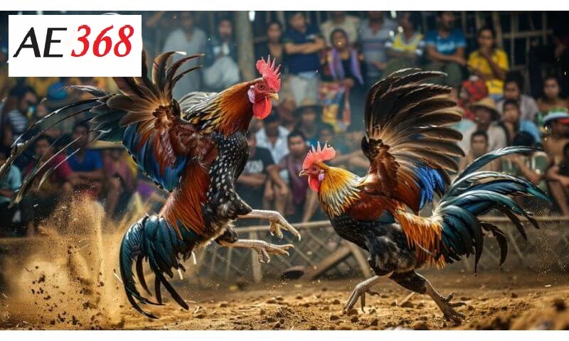 Đá gà Ae368 sôi động, kịch tính.