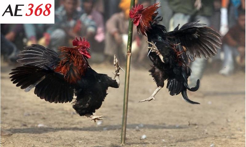 Cách cá cược đá gà trực tiếp tại nhà cái Ae368.