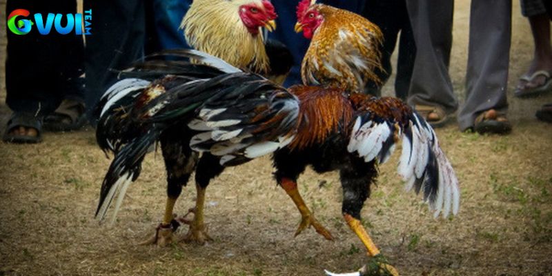 Khám phá đặc sắc tại đá gà Gvui