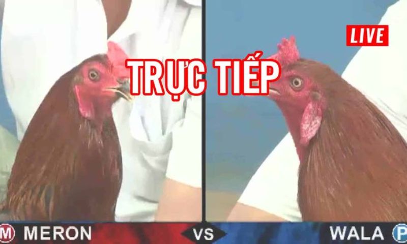 Theo dõi trực tiếp đá gà đầy hấp dẫn