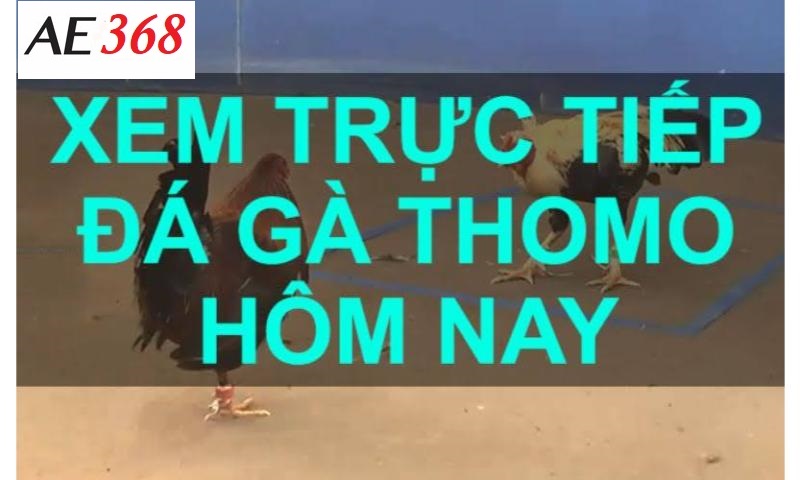 Cá cược đá gà thomo Ae368 hấp dẫn, cuốn hút.